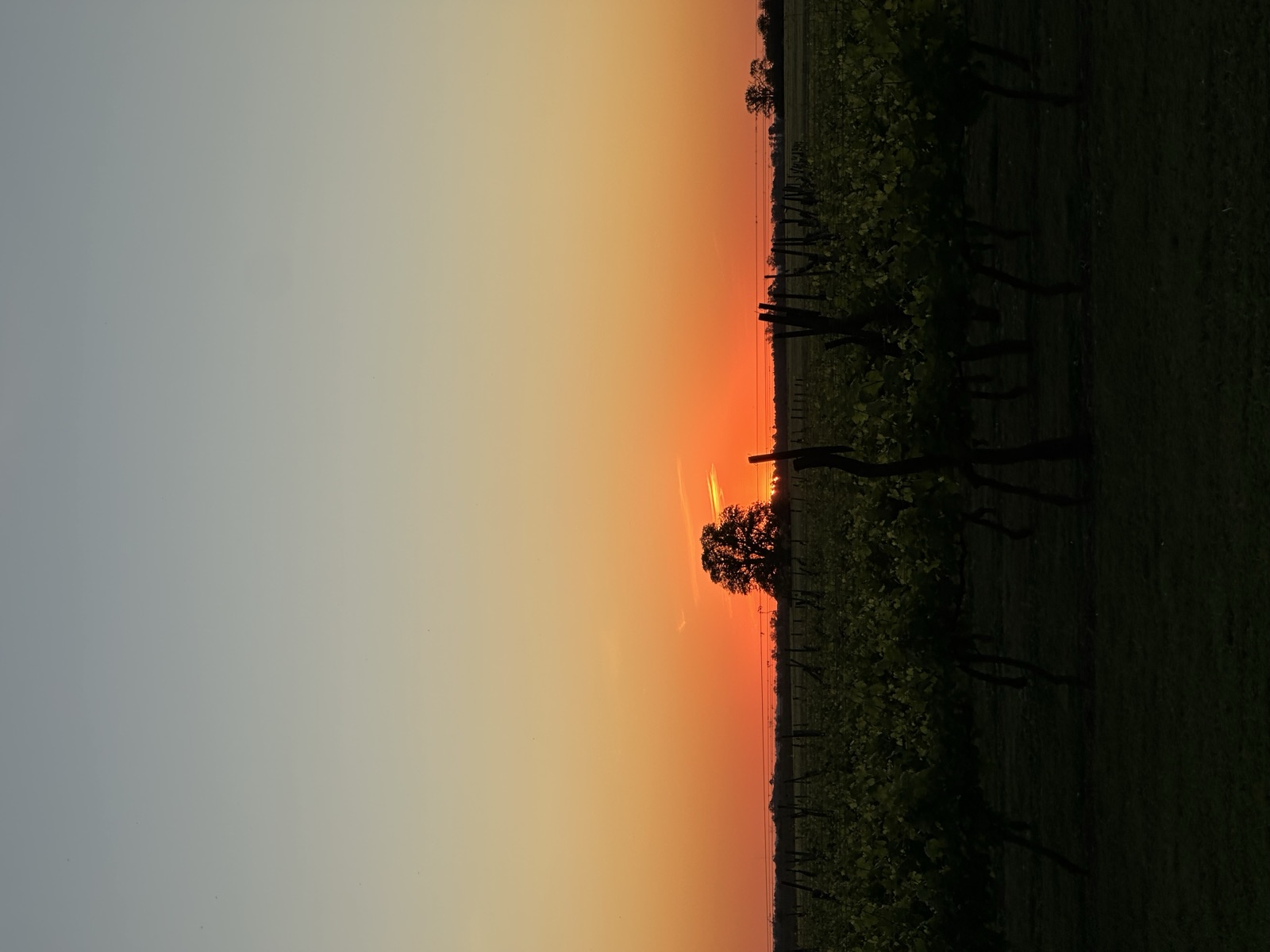 Vides desnudas en invierno con el sol rojo en el horizonte