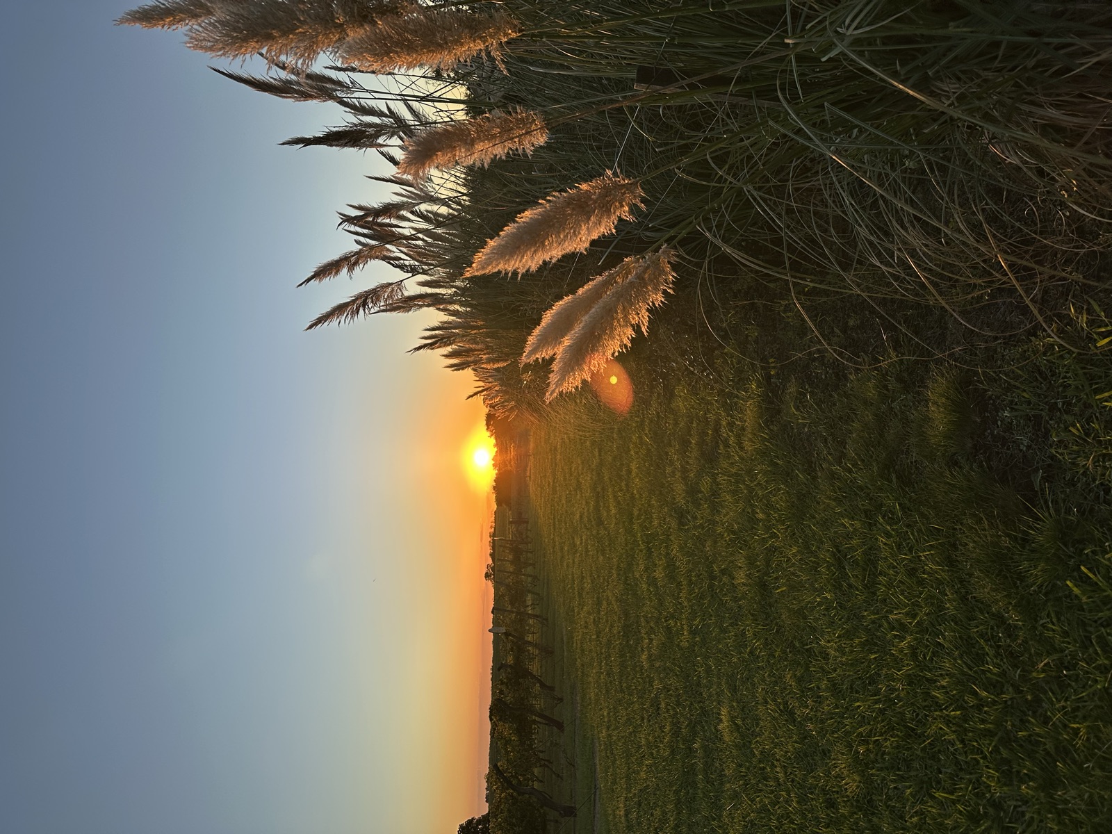 Cortaderas doradas al atardecer junto al viñedo