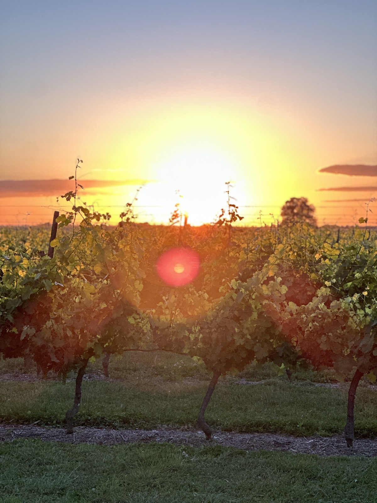 El sol atravesando las vides al atardecer