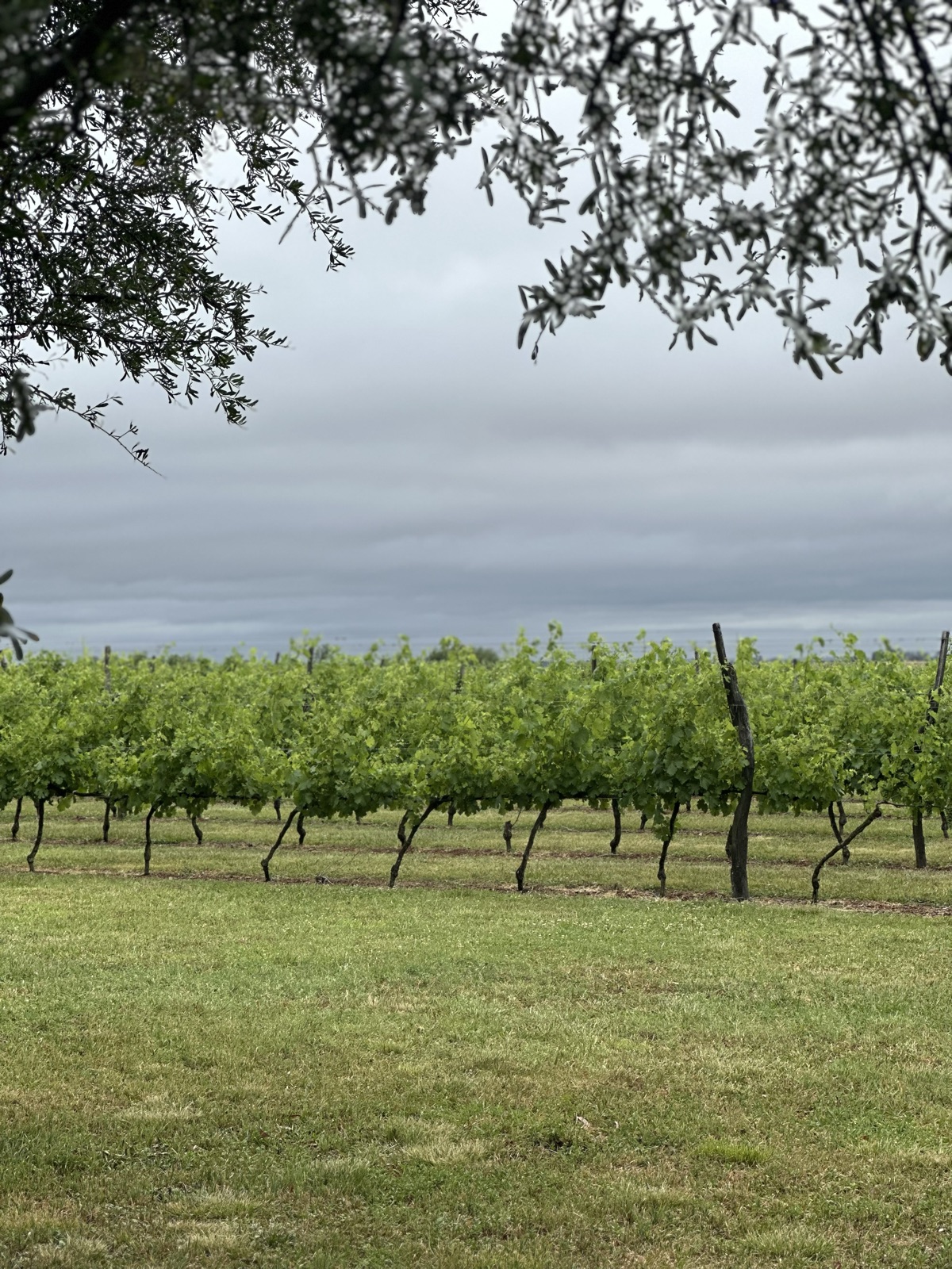 Hileras verdes del viñedo bajo cielo nublado